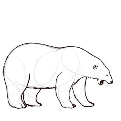 Comment Dessiner Ours Polaire Polar Bear Drawing Polar Bear Polar Bear