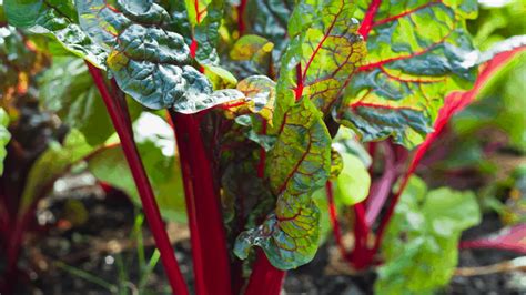 16 Edible Greens For The Tropical Garden Homesteadinʻ Hawaiʻi