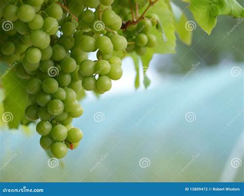 Grapes On Vine Landscape Stock Photo Image Of Vineyard 15809472