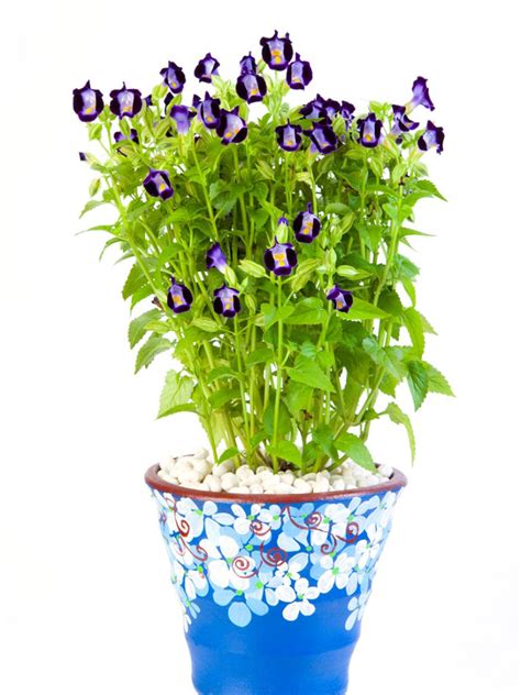 Container Grown Wishbone Flowers – Planting Wishbone Flower In A Container