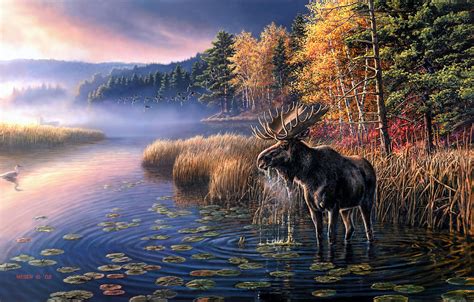 Moose Wallpapers - 4k, HD Moose Backgrounds on WallpaperBat