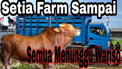 Berkah Setia Farm Tiba Di Kontes Sapi Kerawang 2023 Semua Menunggu