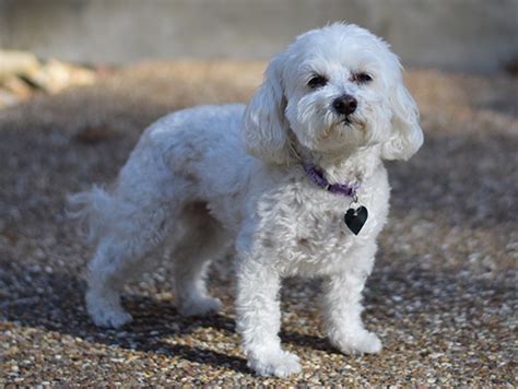 Are Maltipoo Dogs Good With 8 Year Olds