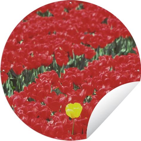 Tuincirkel Een Veld Met Rode Tulpen In Nederland X Cm Ronde