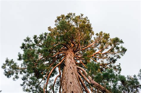 sequoia  stock photo