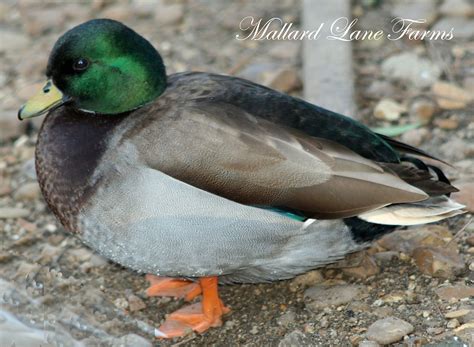 Call Ducks for sale | United States | Mallard Lane Farms