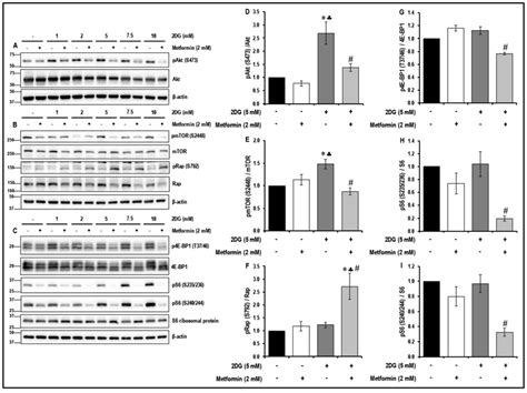 Targeting angiogenesis in tumor endothelial cells with a combination of... | Download Scientific ...