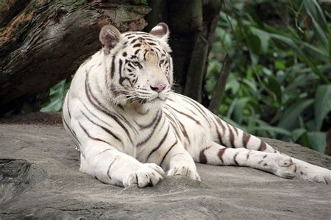 Top 10 Most Endangered Animals in the World 2025