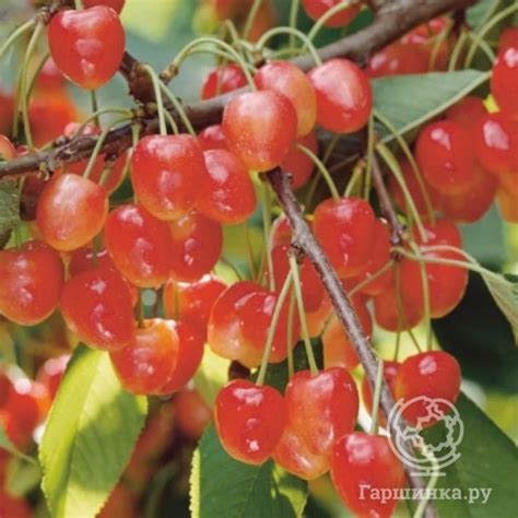 Черешня Поэзия купить в Москве по низкой цене - интернет-магазин Гаршинка