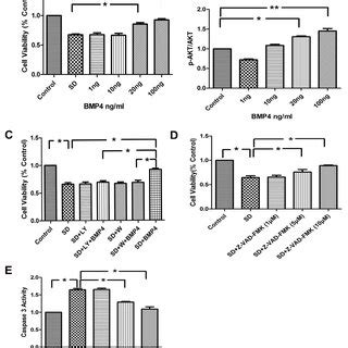 Effects Of BMP4 On Activation Of Smad1 5 8 A Cells Were Fixed And