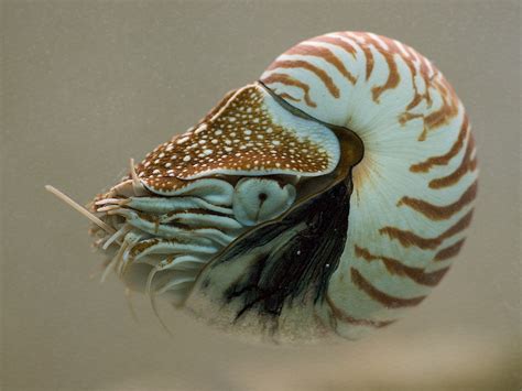Наутилус (лат. Nautilus) , фото моллюсков наутилусов