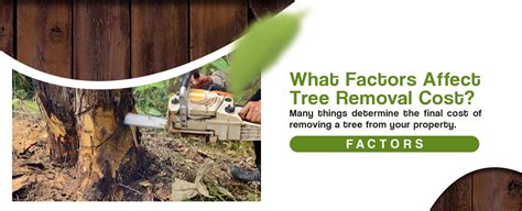 How Much Does It Cost To Cut Down A Tree Tree Removal