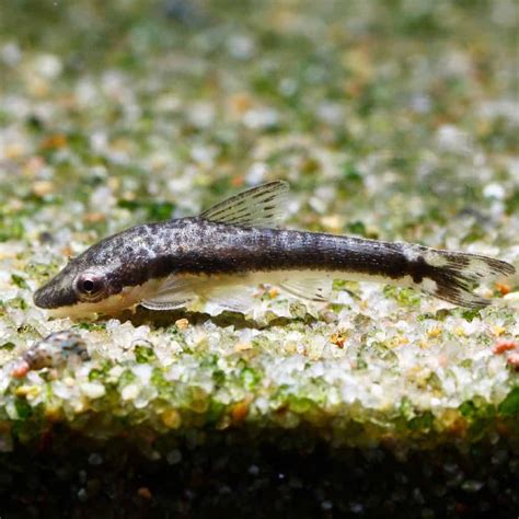 Silver Otocinclus Planted Tank Mates