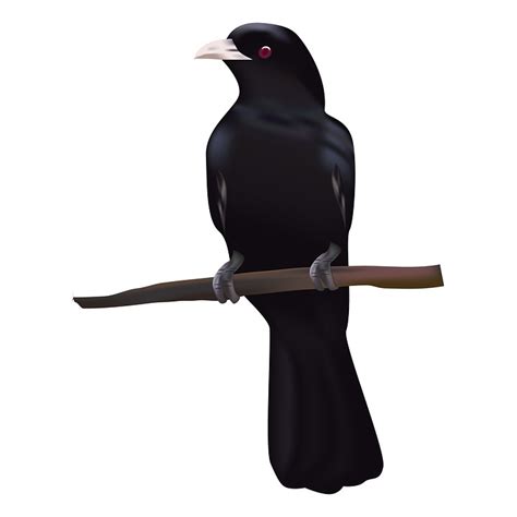 Bird Crow Koyal Free Image On Pixabay