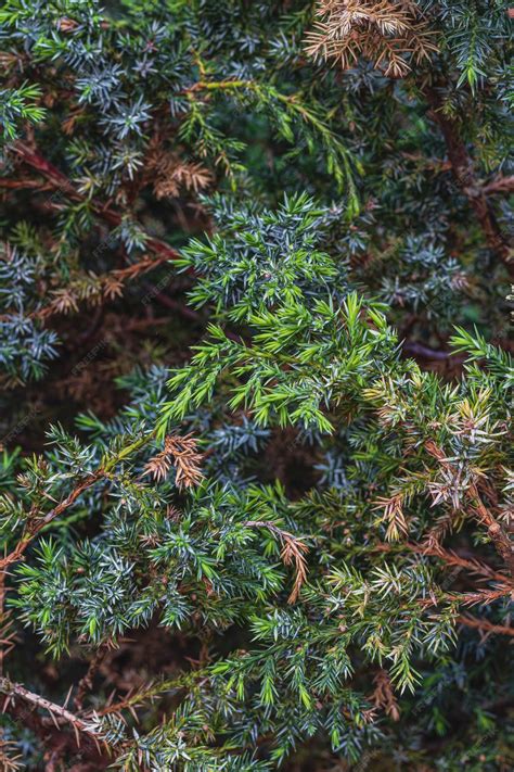 Premium Photo | Landscaping of various conifers trees and shrubs in the
