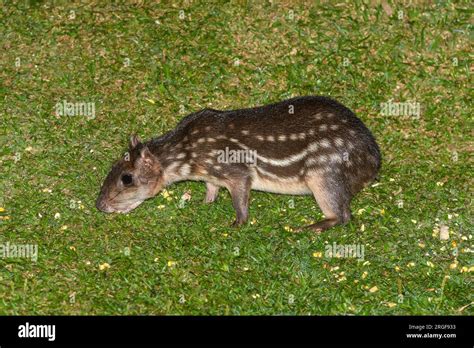 Lowland Paca Cuniculus Paca From Bosque De Paz Costa Rica Stock