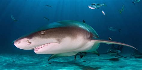 Scuba Dive With These Top Shark Species In The Bahamas Zublu