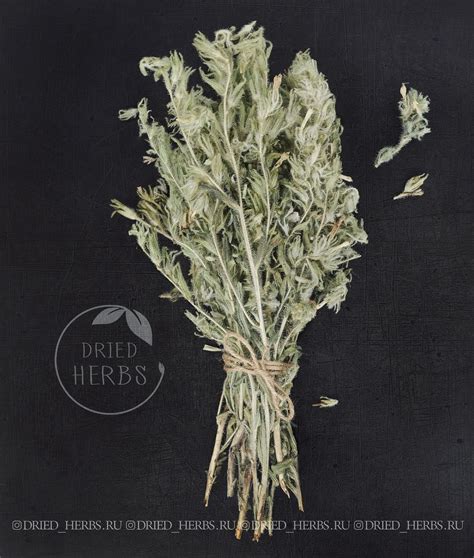 Лекарственные растения дагестана - фото и картинки: 71 штук