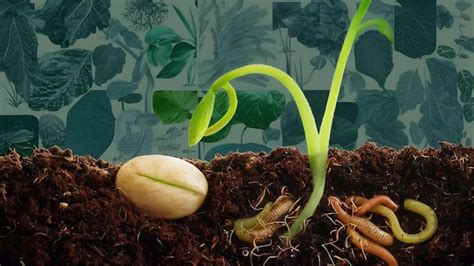 Premium Photo Plant Seeding Growing Step Concept Agriculture