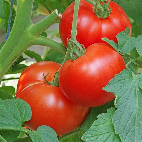 Tomate Maestria F1 Jardinerie BONCAP