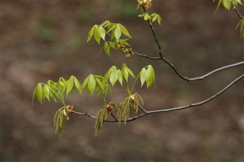 Саженцы карии овальной | Secret garden, Kariya, Fruit