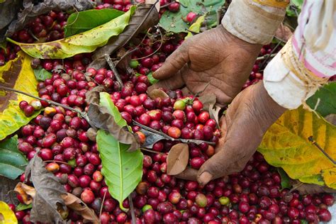 La Leyenda De La Planta Del Caf Caf S Santa Cristina