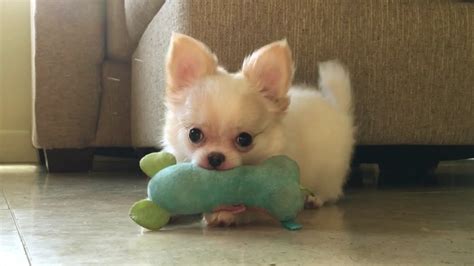 Top 10 razas de perros mini toy perros muy pequeños