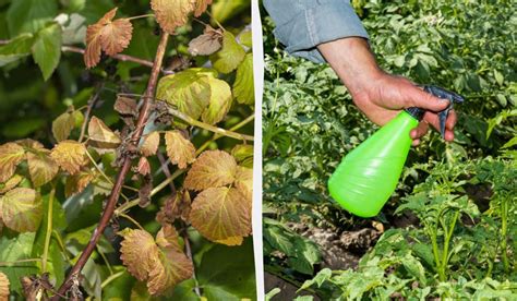 Антракноз - как выглядит и чем обработать растения — УНИАН