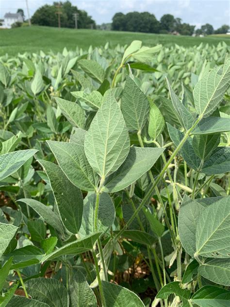 Yield Impact On Heat And Drought Stressed Soybeans Maryland Agronomy News