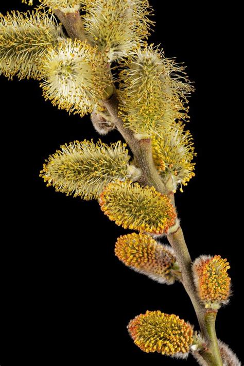 Blossoming Pussy Willow Twig Isolated On Black Background Stock Photo Image Of Flora Natural