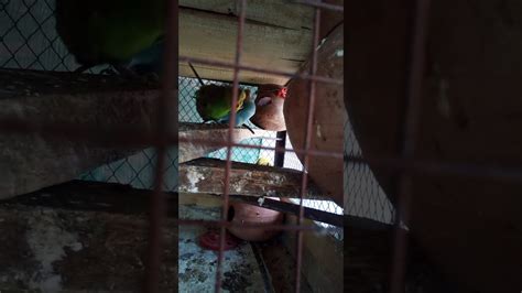 Birds Sex 2020 YouTube