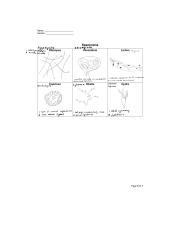 Lab 06 Fungi Porifera And Cnidaria Docx Penicillium A Genus Of Molds