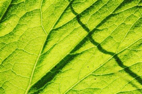 Premium Photo Macro Shot Of Green Leaf