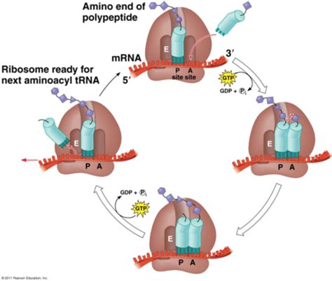 Dna And Gene Expression— Transcription And Translation Diagram Quizlet