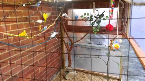 Budgie Aviary Youtube