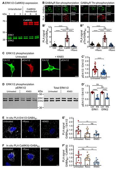 IJMS Free Full Text ERK1 2 Dependent Phosphorylation Of GABAB1 S867