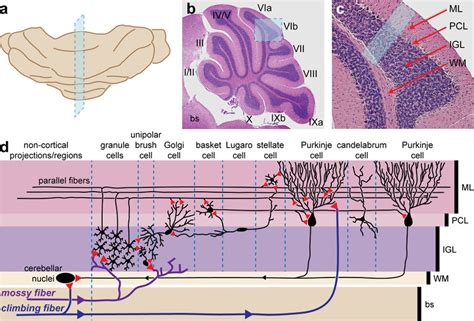 Cortical Layering Of The Adult Mouse Cerebellum A Sagittal Download Scientific Diagram