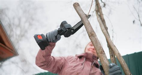 Pruning Maples In Winter (Full Trimming Guide) - EmbraceGardening