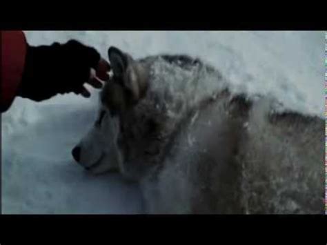 rescate en la antartida lobos - YouTube