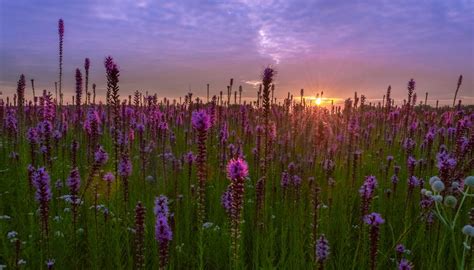 Illinois Nature Preserves - Forest Preserves of Cook County