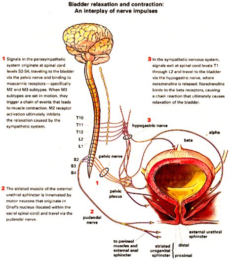 Surgery overactive bladder