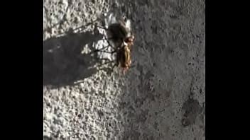 Mosco Moscando A Mosca D Bem Gostosinho XVIDEOS