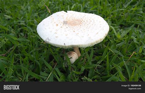 White Toxic Mushrooms Image & Photo (Free Trial) | Bigstock