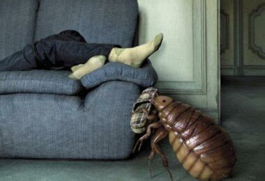 Жирная шерсть у кошек и собак: как избавиться [Советы экспертов]