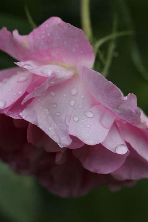 Pin By Helene Papillon On Palais De La Rose Et Des Fleurs Rose