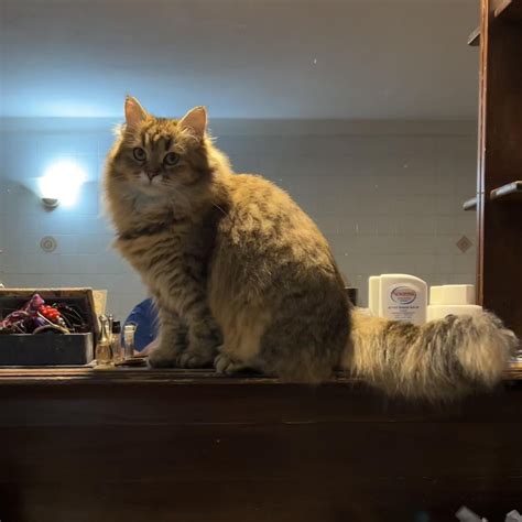 Love those eyes : r/SiberianCats