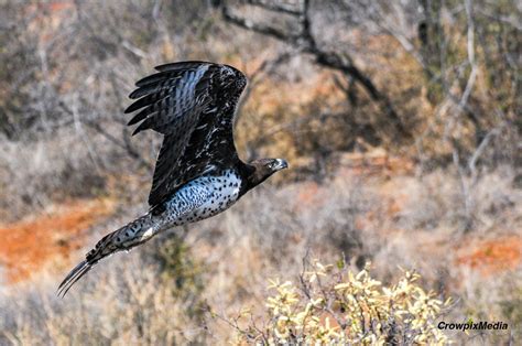 8 Important Ways Conservation Photography Can Help Protect Our Planet