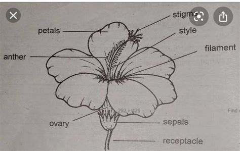 Draw A Hibiscus Flower And Label Its Parts Best Flower Site