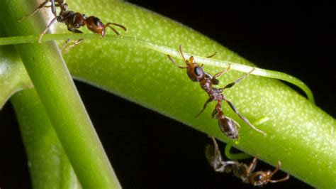 Cooperative Living May Speed Up Ant Evolution Mental Floss