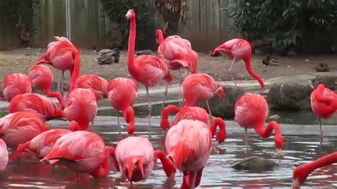 Pink Flamingo Birds At The National Zoo Youtube